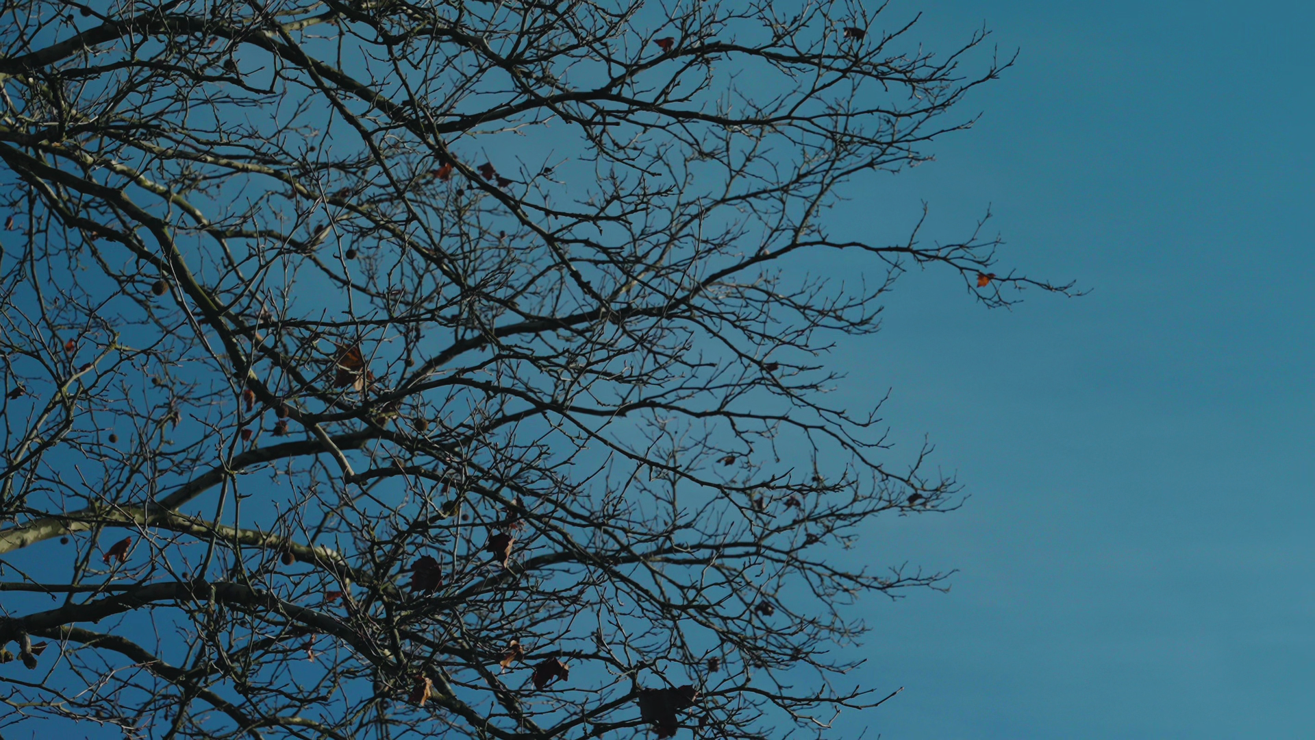 Film still from Faramarzi’s work.
