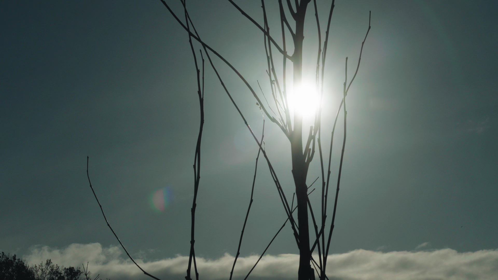 Film still from Faramarzi’s work.