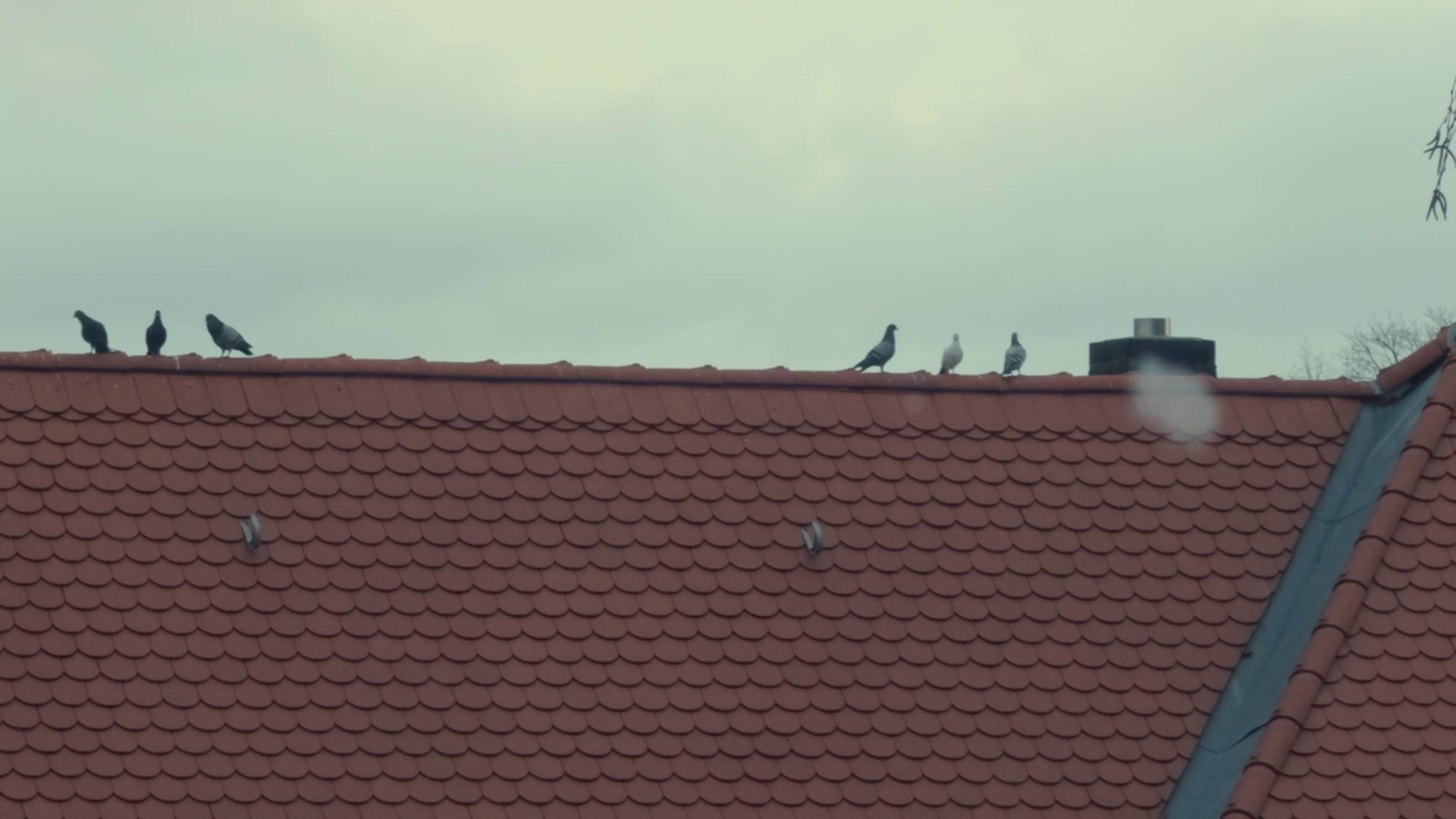 Film still from Faramarzi’s work.
